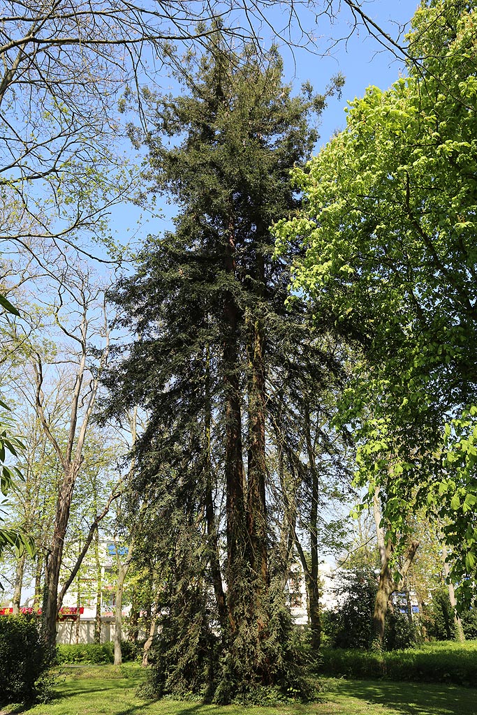 Séquoia sempervirens