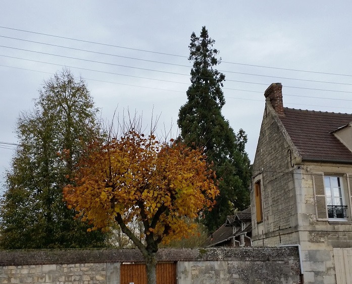 Séquoia géant à Estrées St Denis