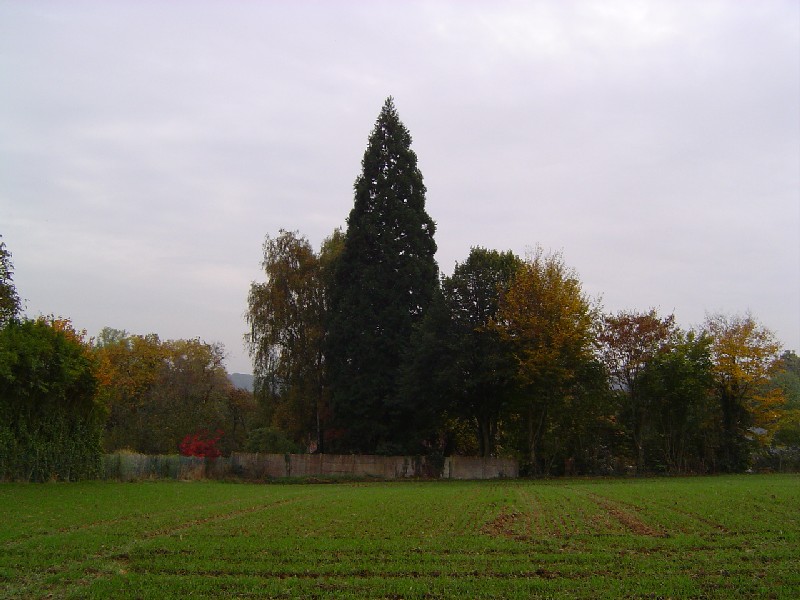 Séquoia géant à Houssoye