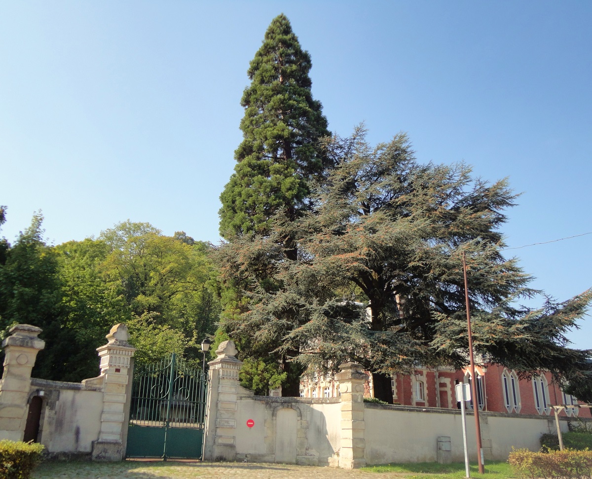 Séquoia géant à Nogent sur Oise