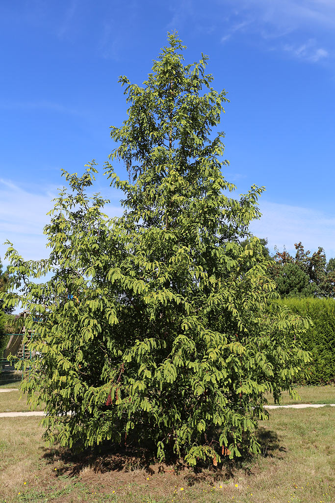 metasequoia