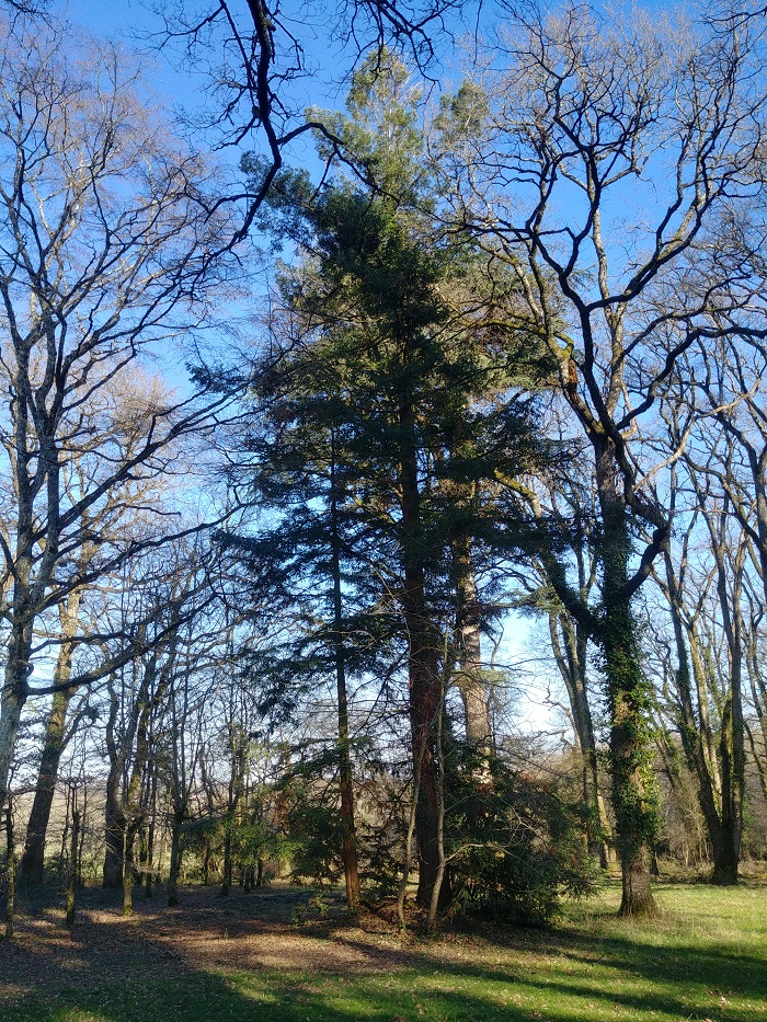 Séquoia sempervirens