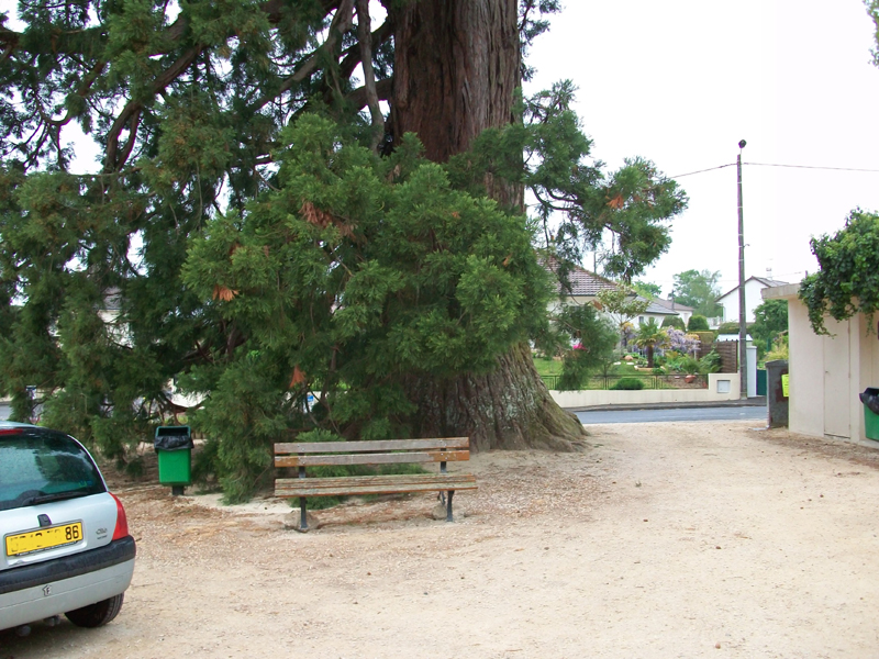 Base du séquoia géant d'Antoigné