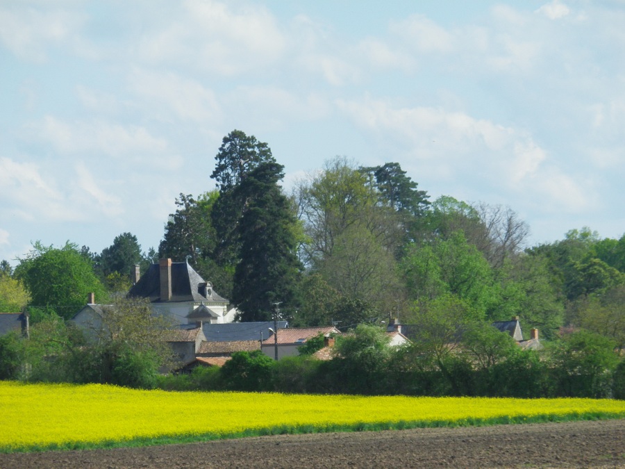 Séquoia géant à Argenton l'église