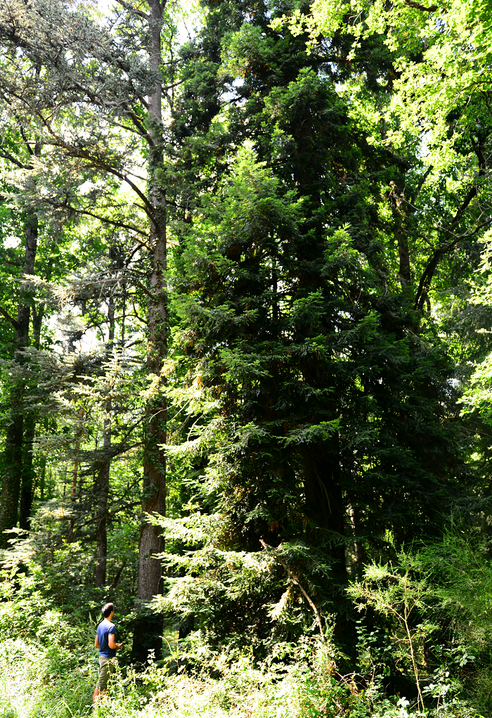 Séquoia sempervirens