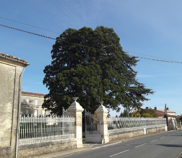 Séquoia géant à Burie