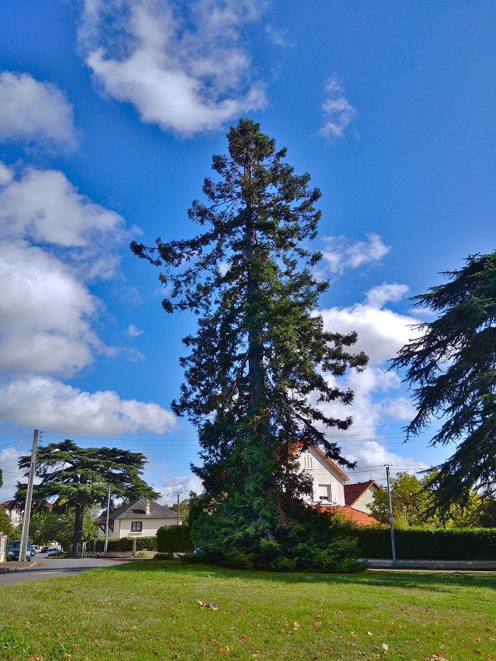 Séquoia sempervirens