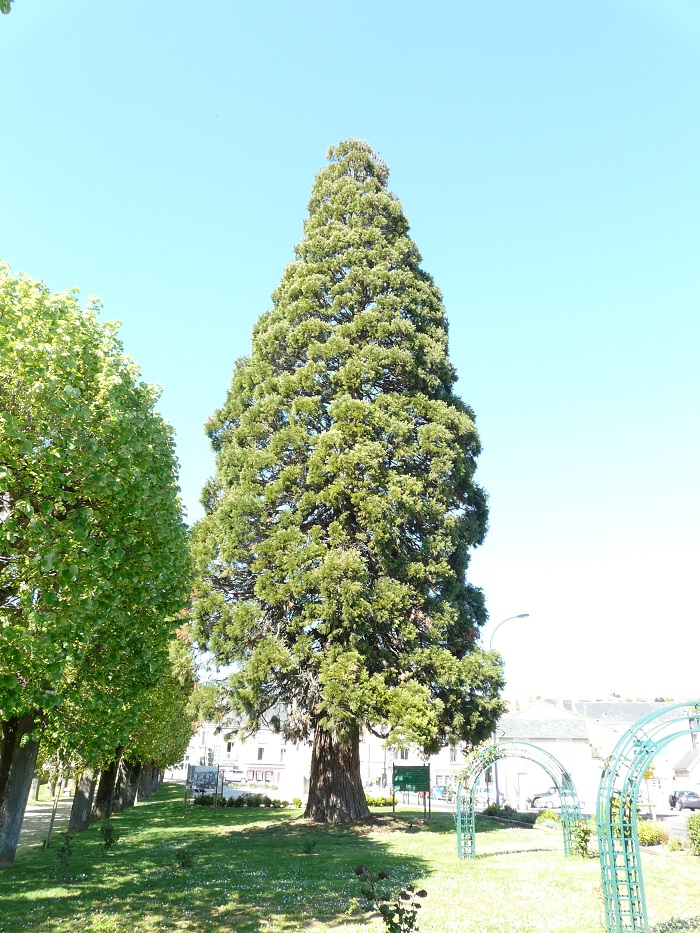 Séquoia géant à Chauvigny