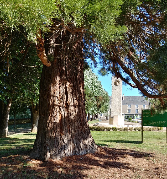 Séquoia géant à Chauvigny
