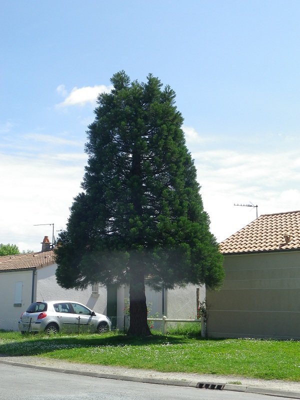 Séquoia géant 