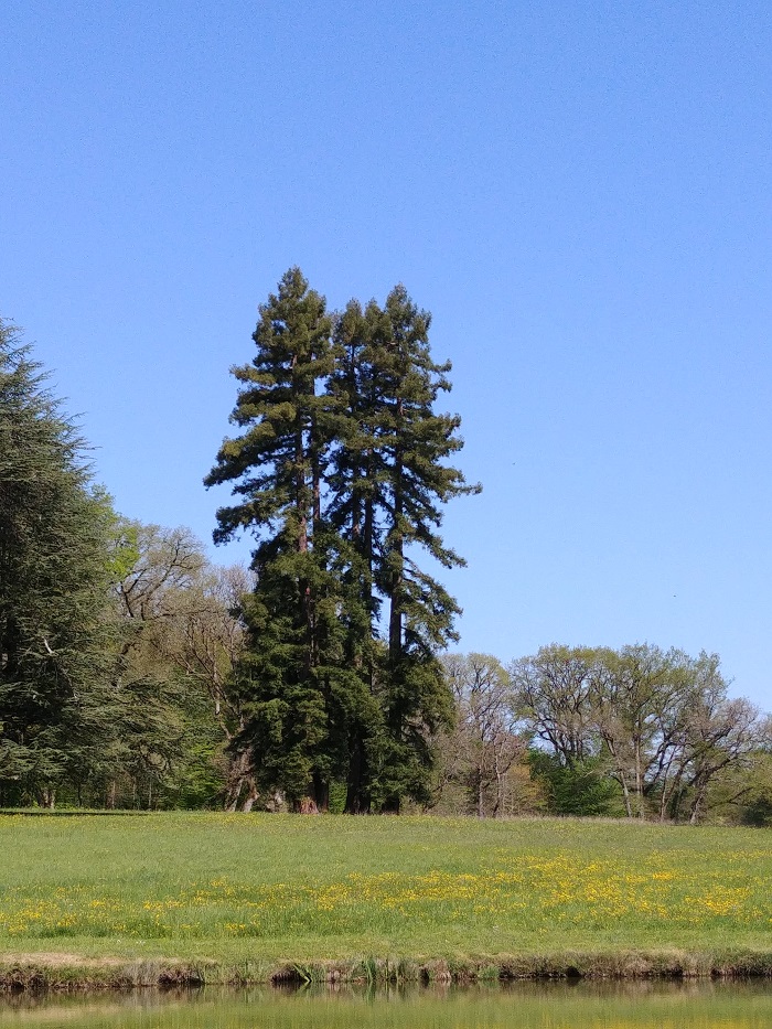 Séquoias sempervirens