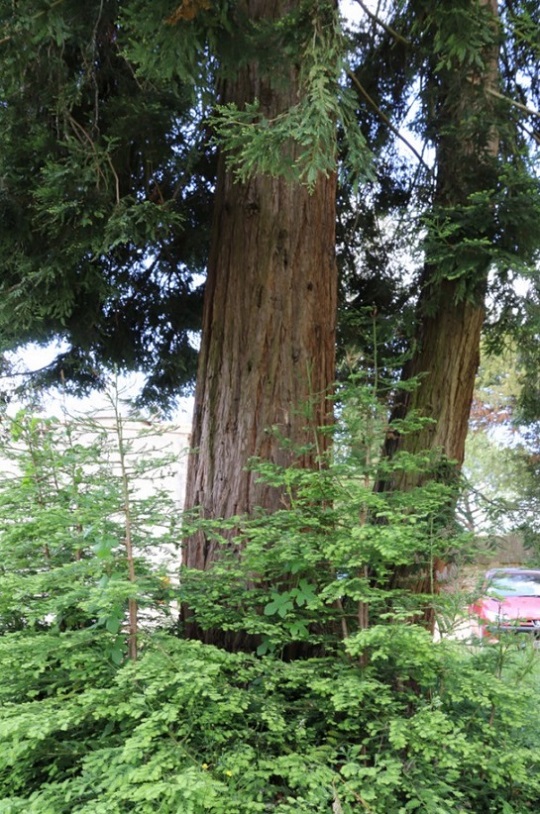 Séquoia sempervirens