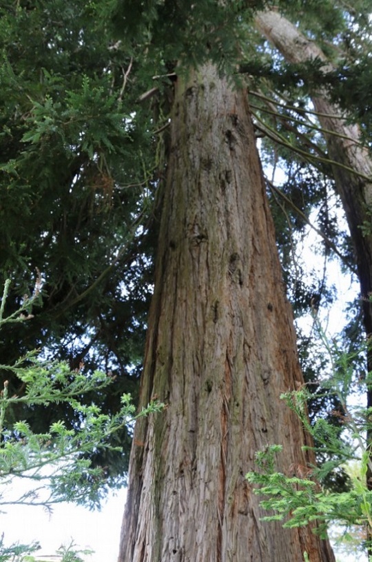 Séquoia sempervirens