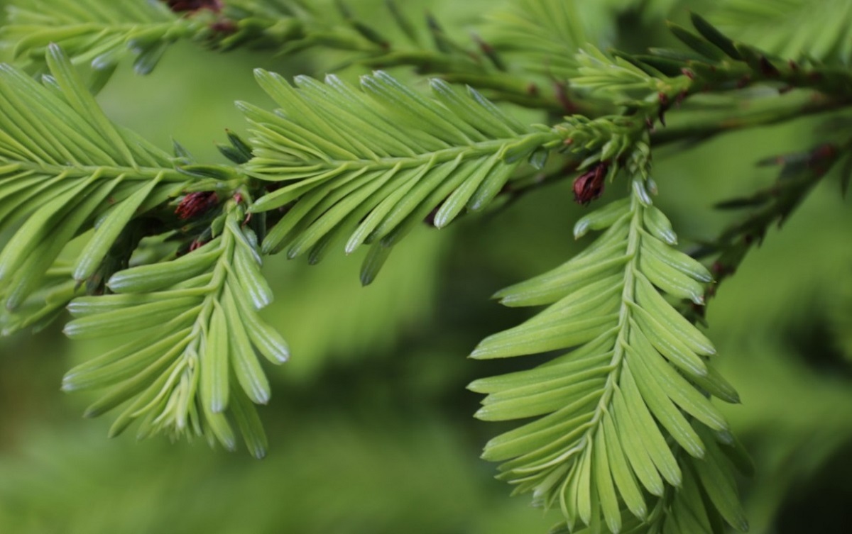 Séquoia sempervirens