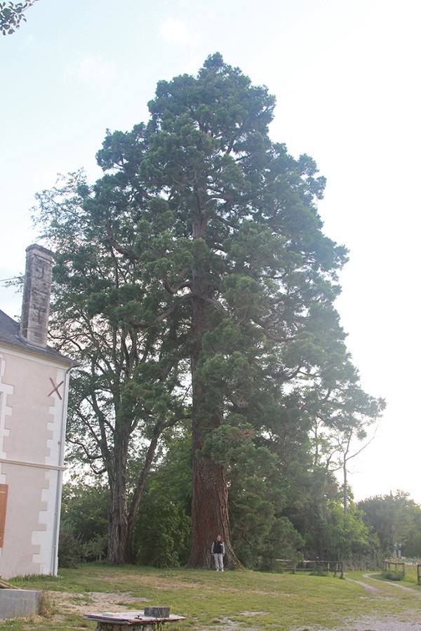 Séquoia géant