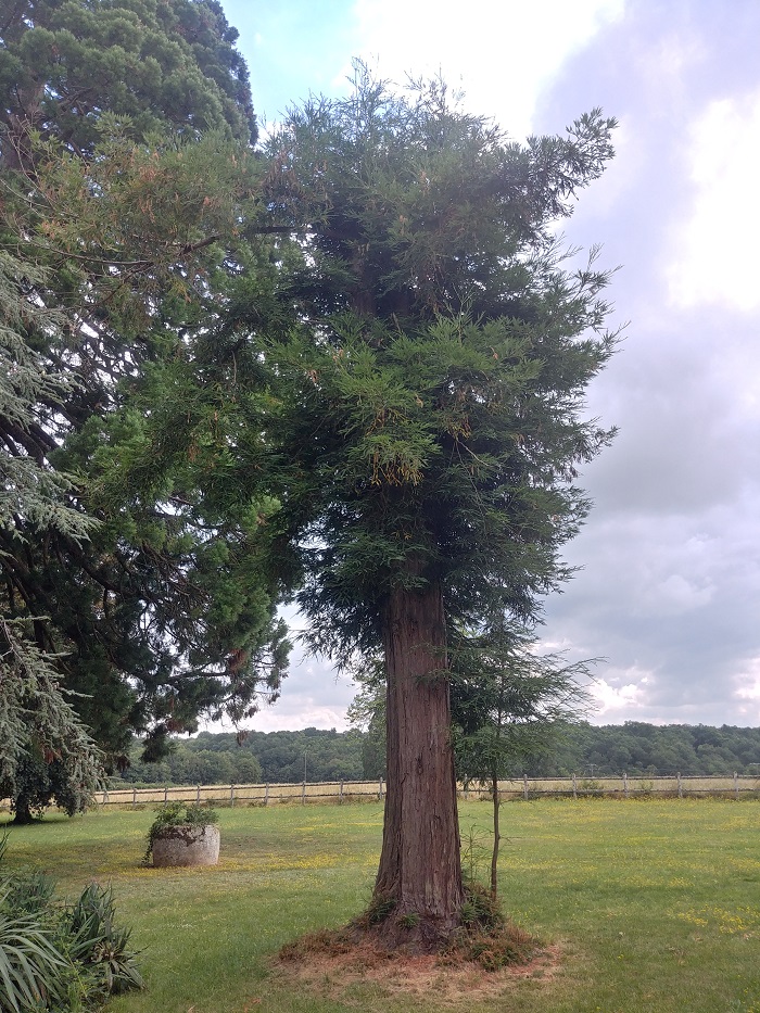 Séquoia sempervirens