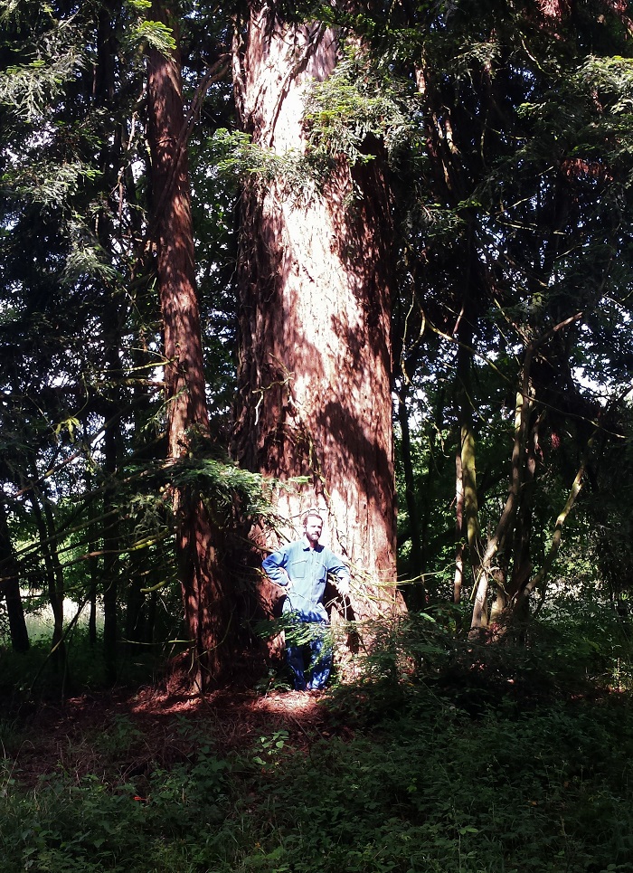 Séquoia sempervirens