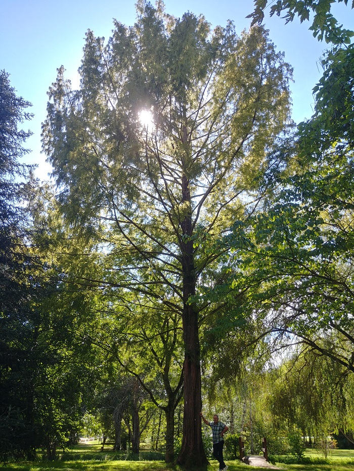 metasequoia