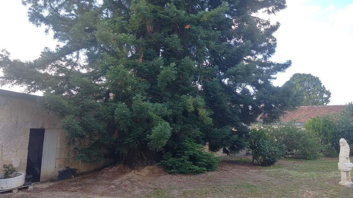 Séquoia sempervirens