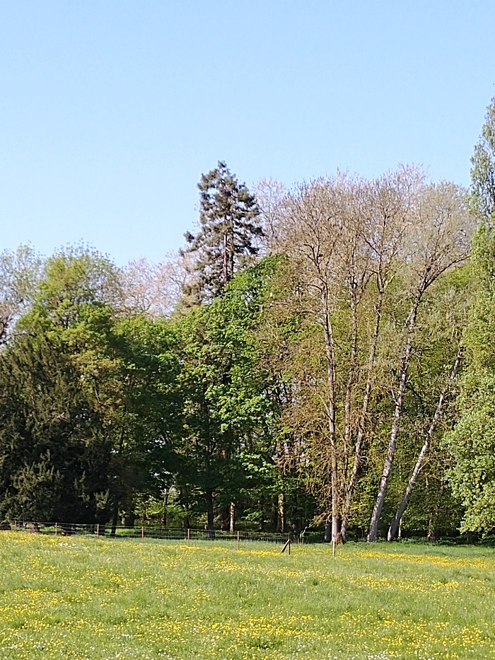 Séquoia sempervirens