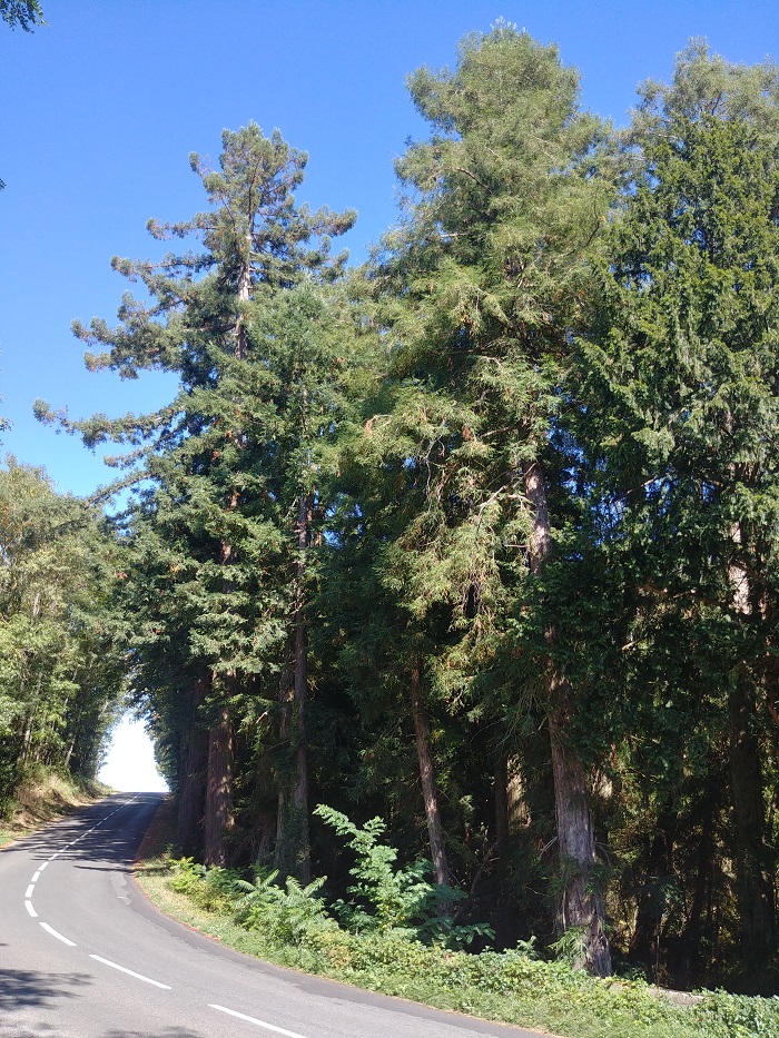 Séquoias sempervirens