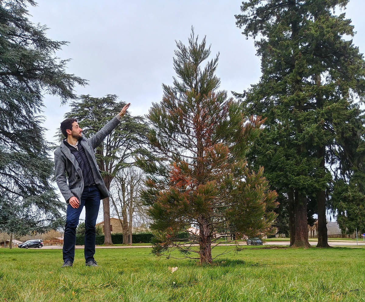 Séquoia géant à Liguge