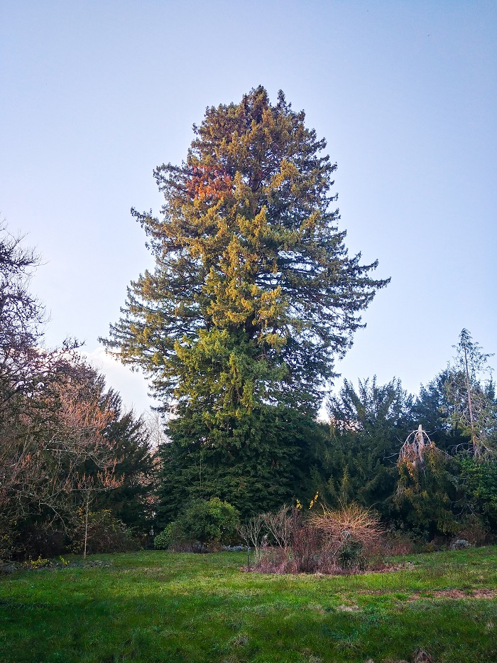 Séquoia sempervirens