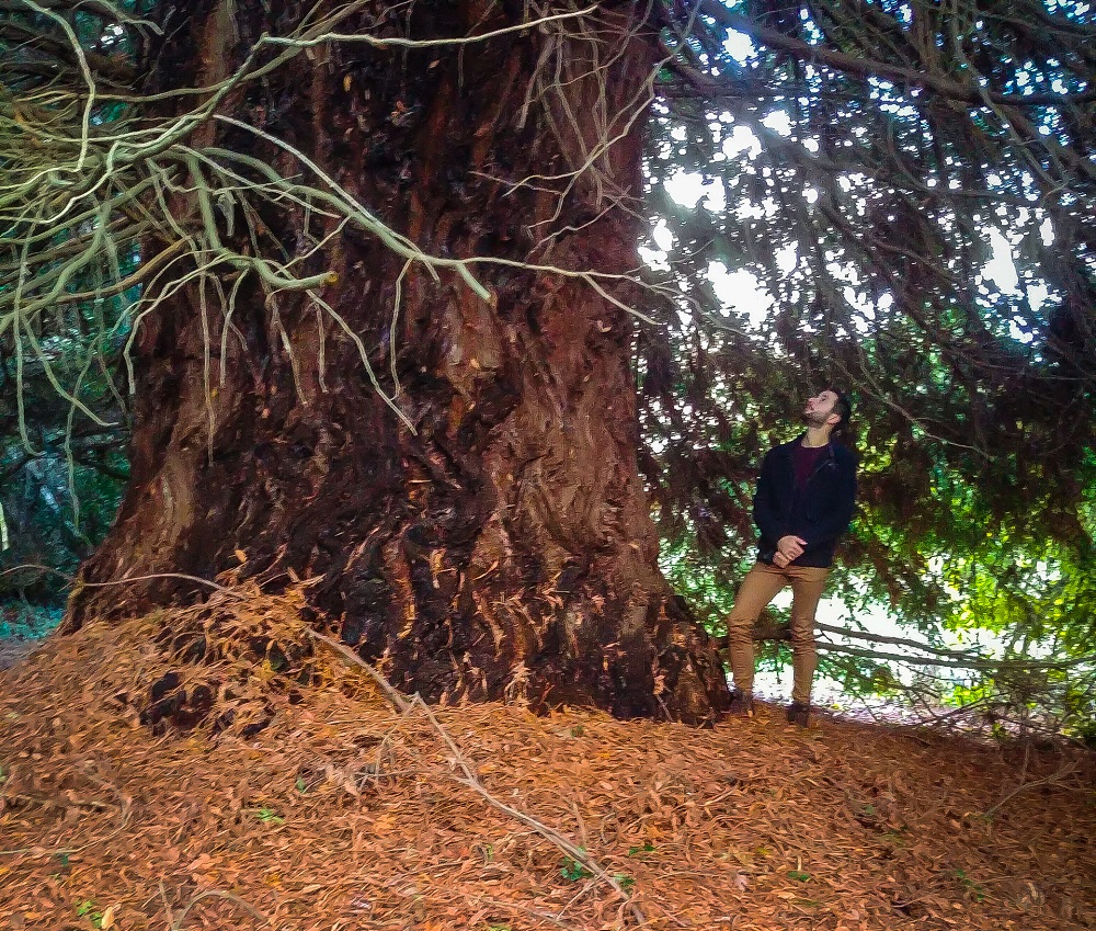 Séquoia sempervirens