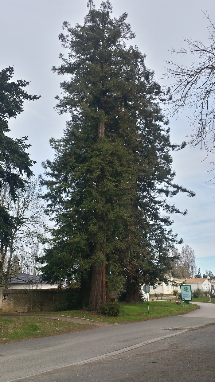 Séquoias sempervirens