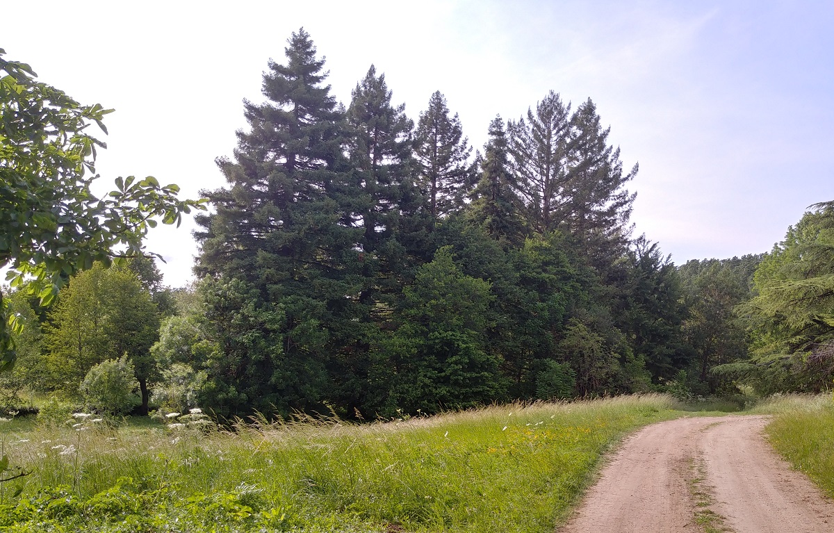 Séquoias sempervirens