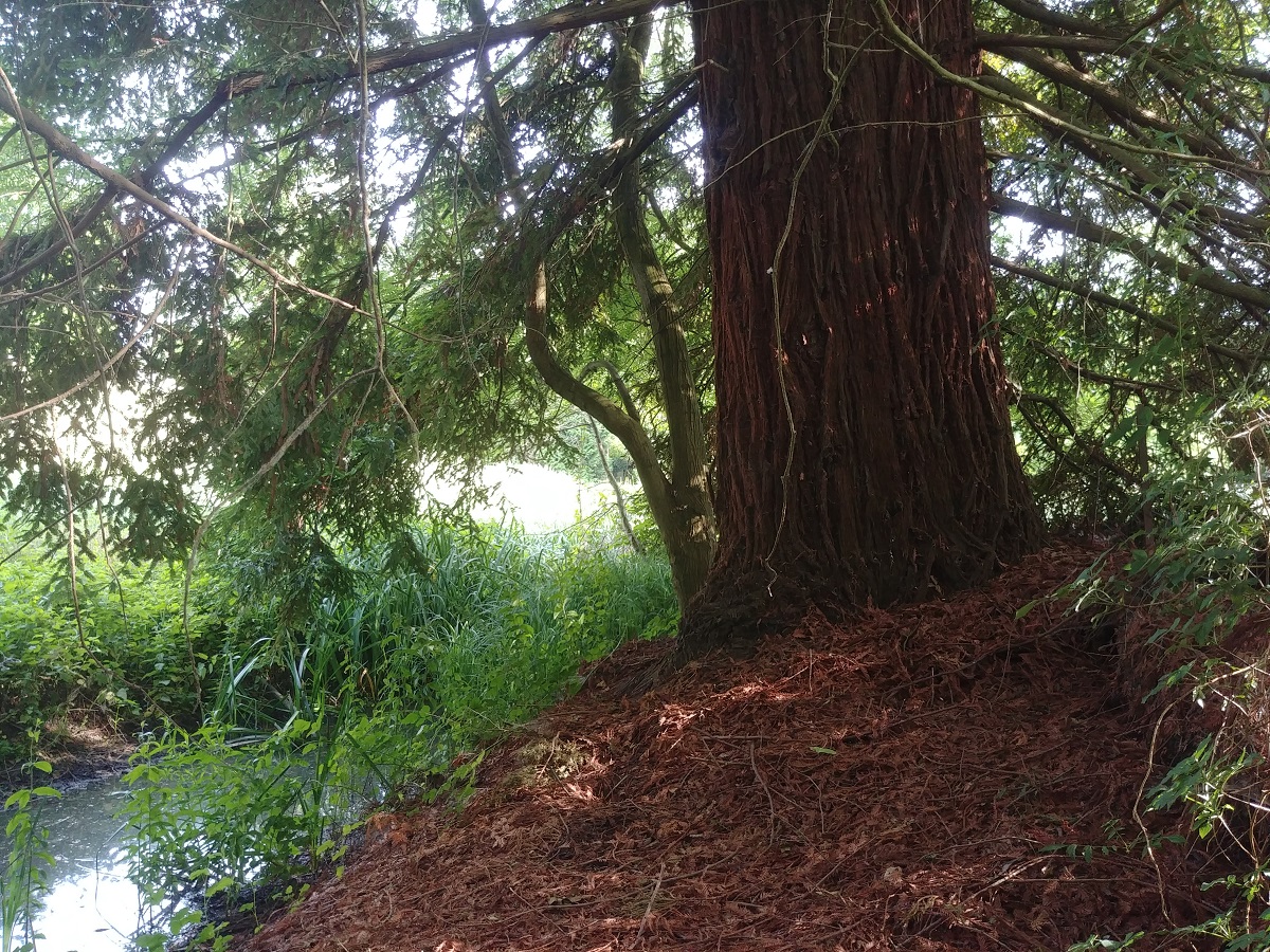 Séquoias sempervirens