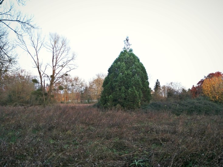 Séquoias sempervirens