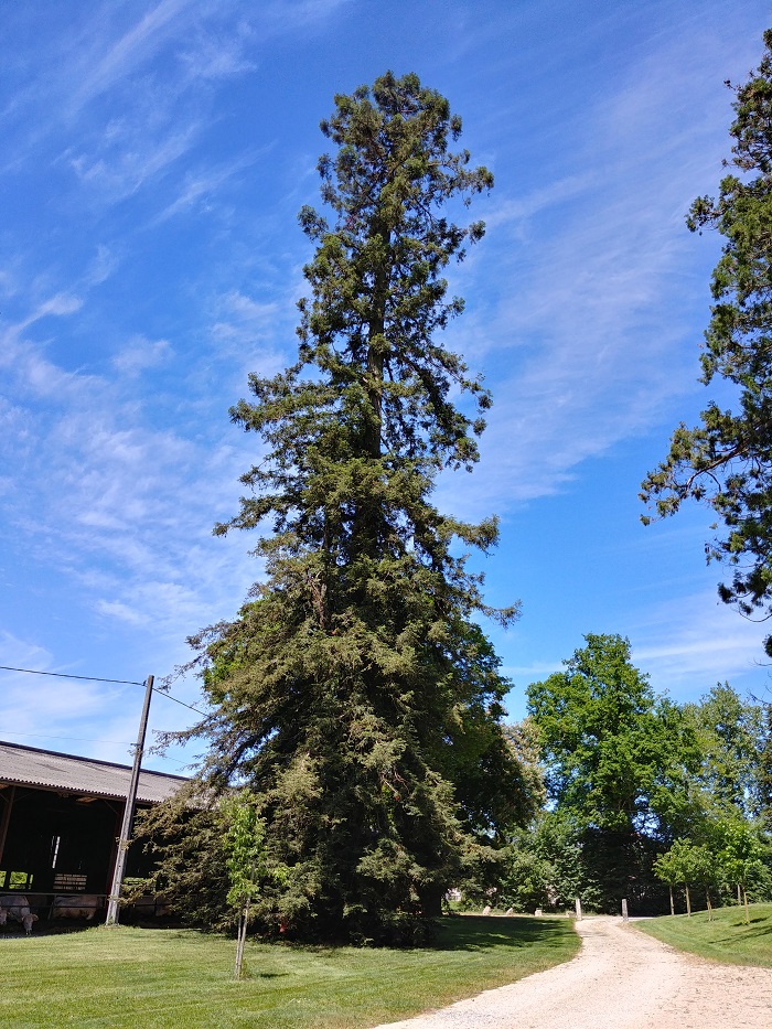 Séquoia sempervirens