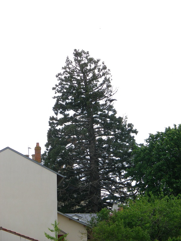 Séquoia géant à xxx