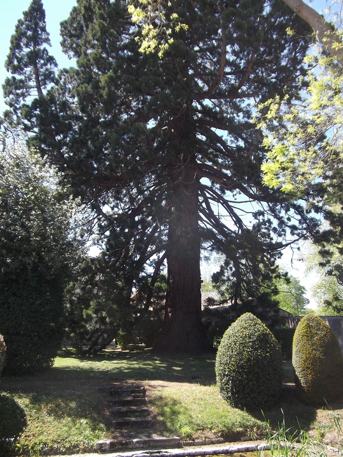 Séquoia géant à Périgné