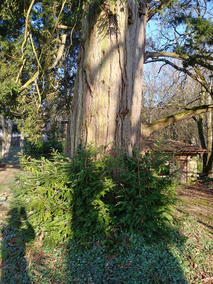 Séquoia sempervirens