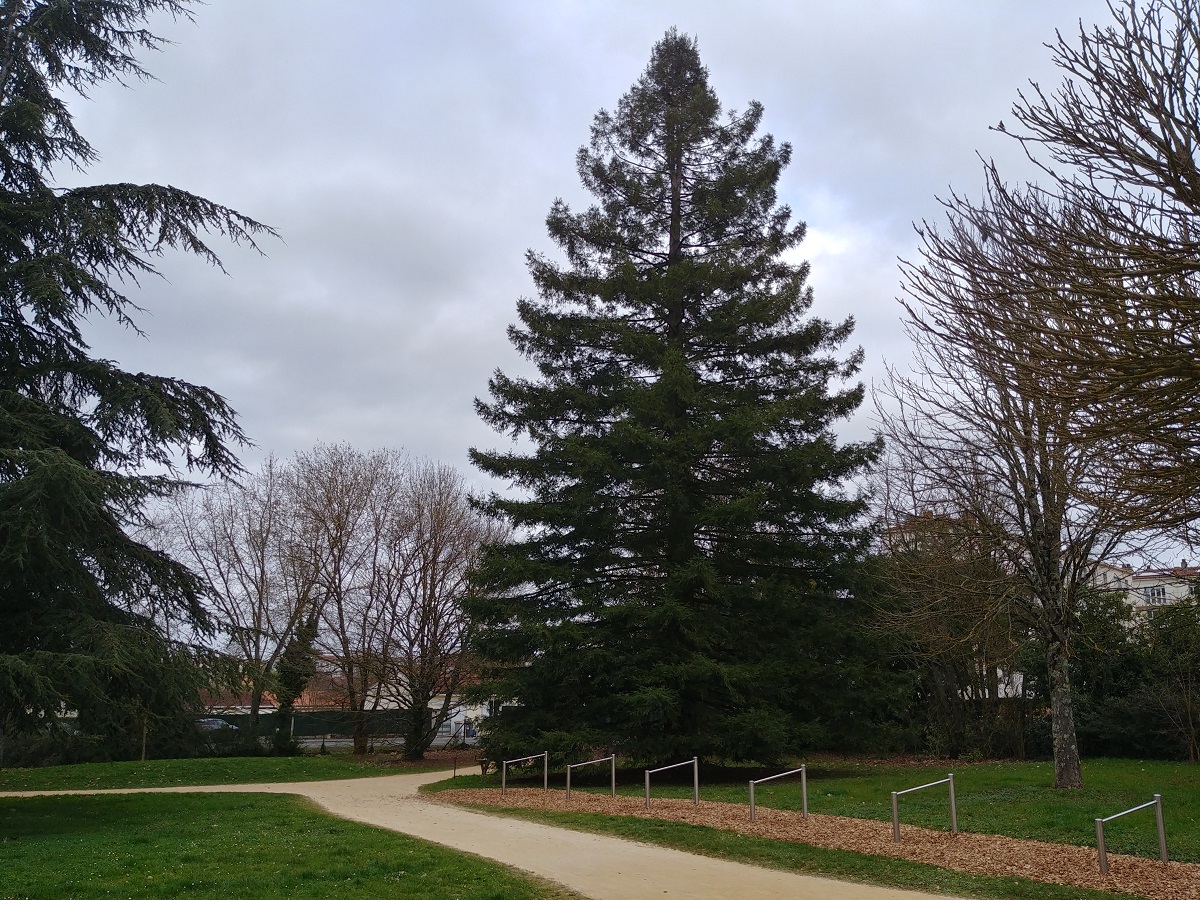 Séquoia sempervirens à Poitiers