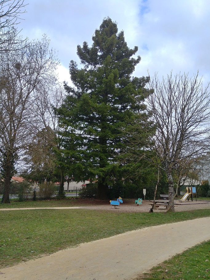 Séquoia sempervirens à Poitiers