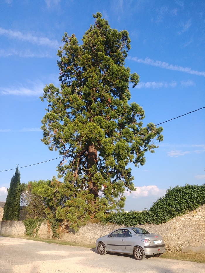 Séquoia géant à Poitiers