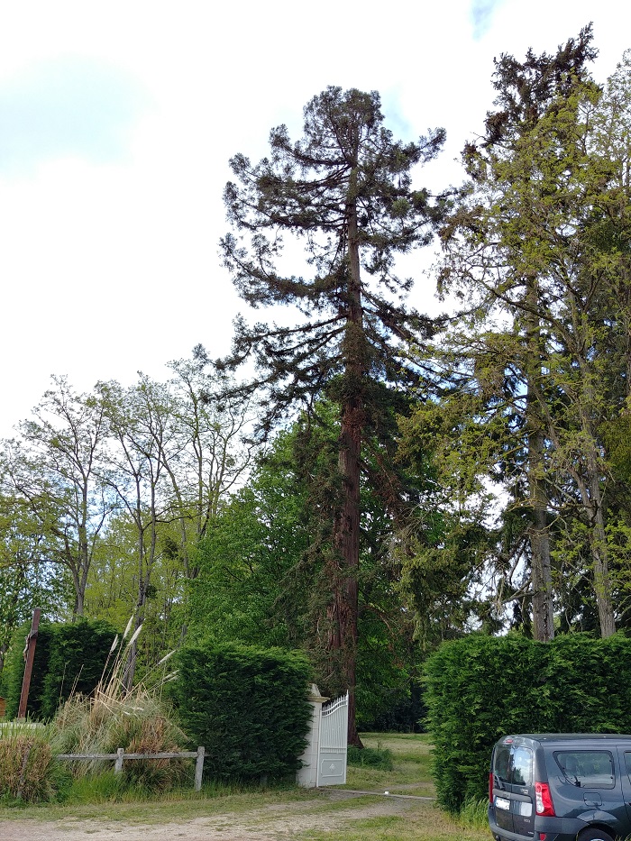 Séquoias sempervirens