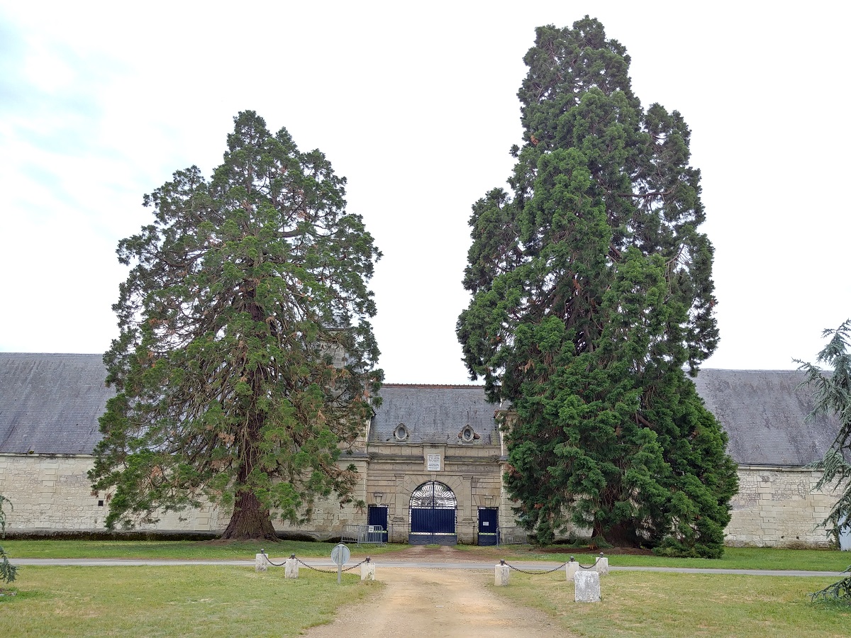 Séquoias géants