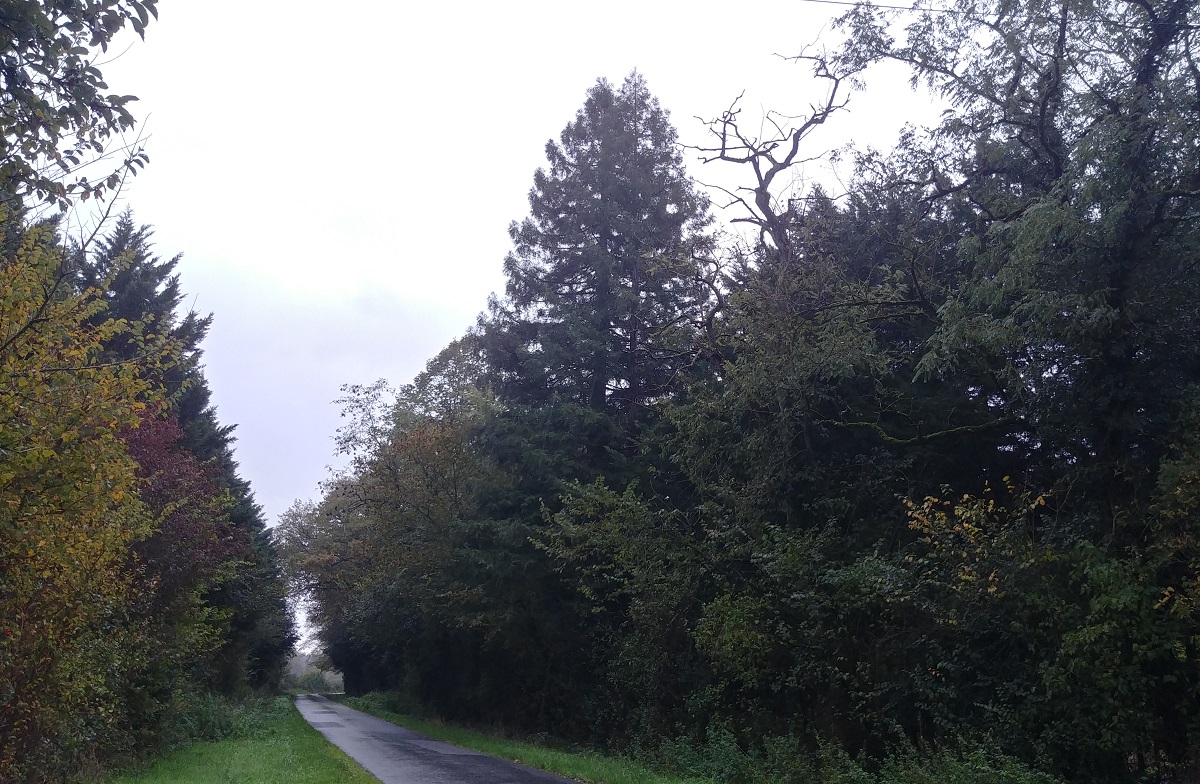 Séquoias sempervirens