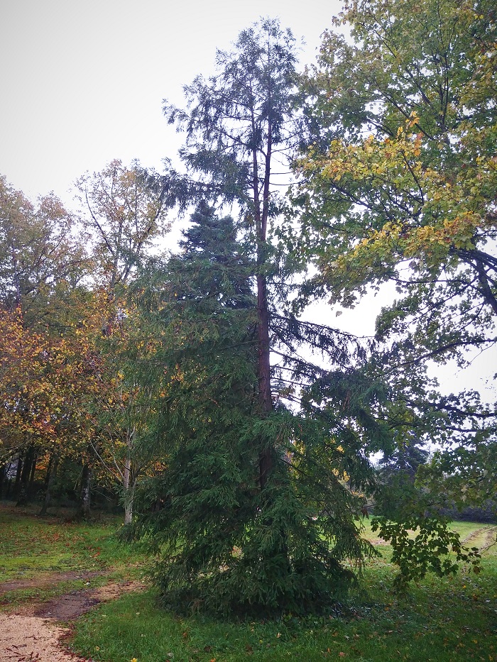 Séquoia sempervirens