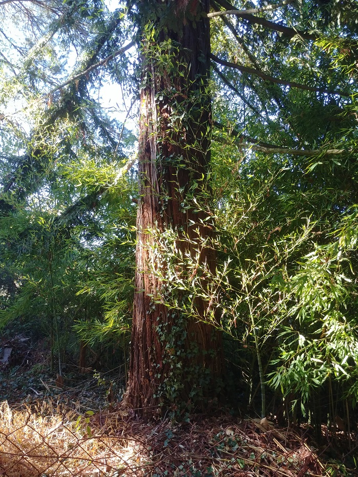 Séquoia sempervirens