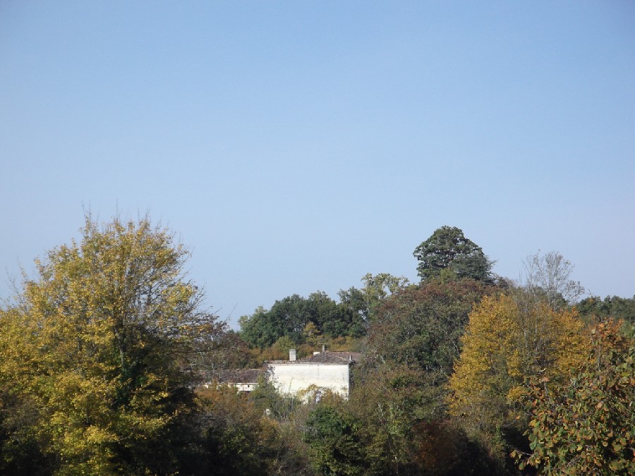 Séquoia géant à St Germain de Lusignan