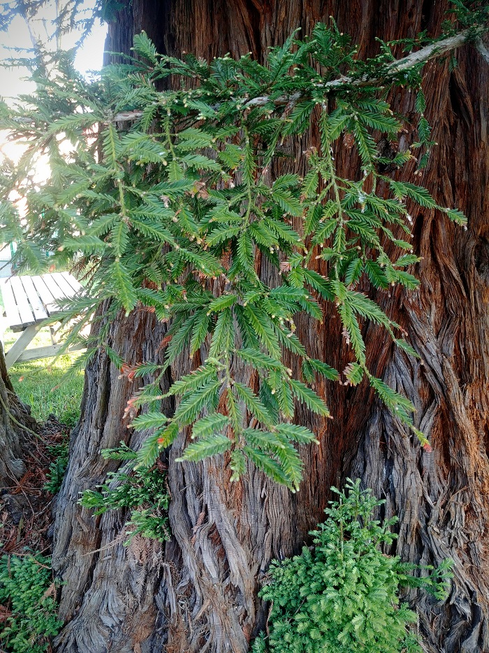 Séquoias sepervirens