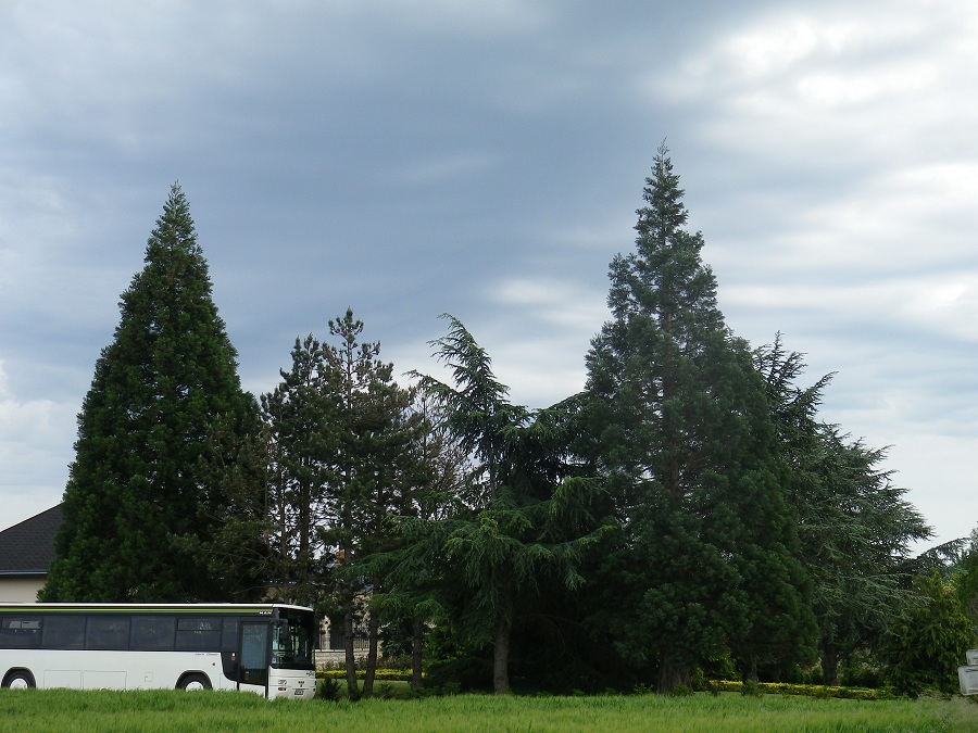 Séquoias géants à St Martin de Mâcon