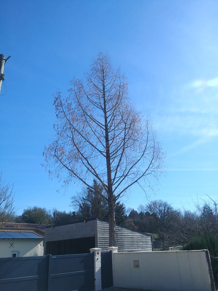 metasequoia