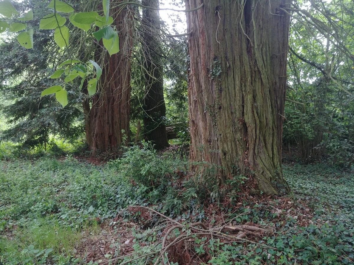 Séquoia sempervirens