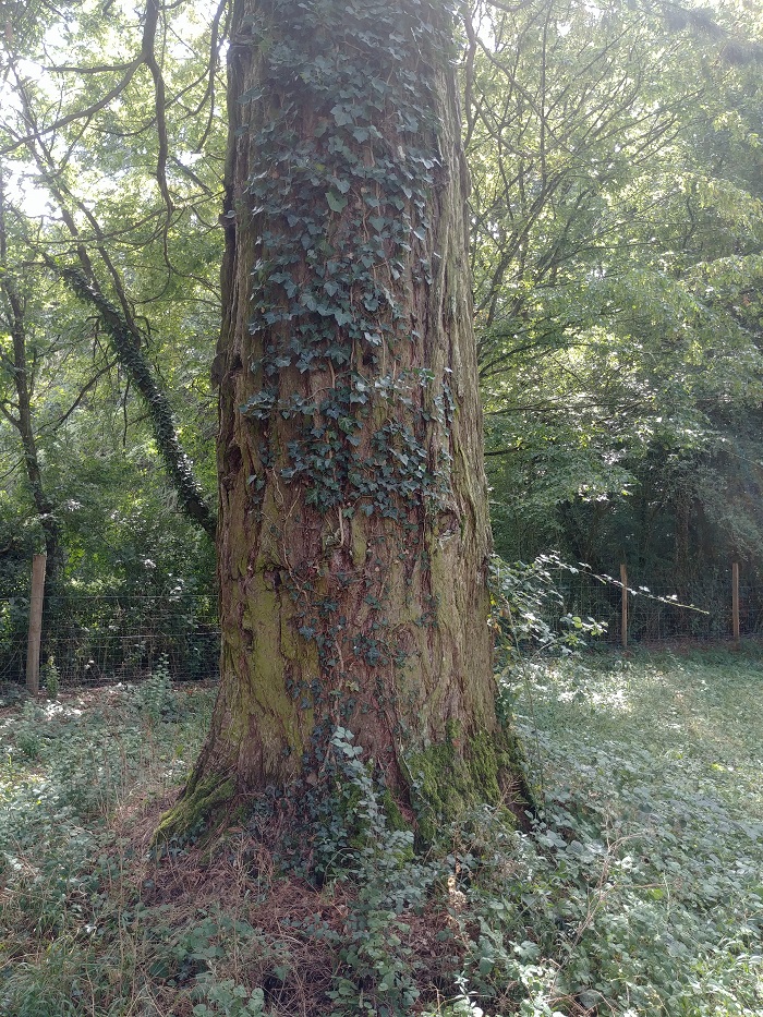 Séquoia sempervirens